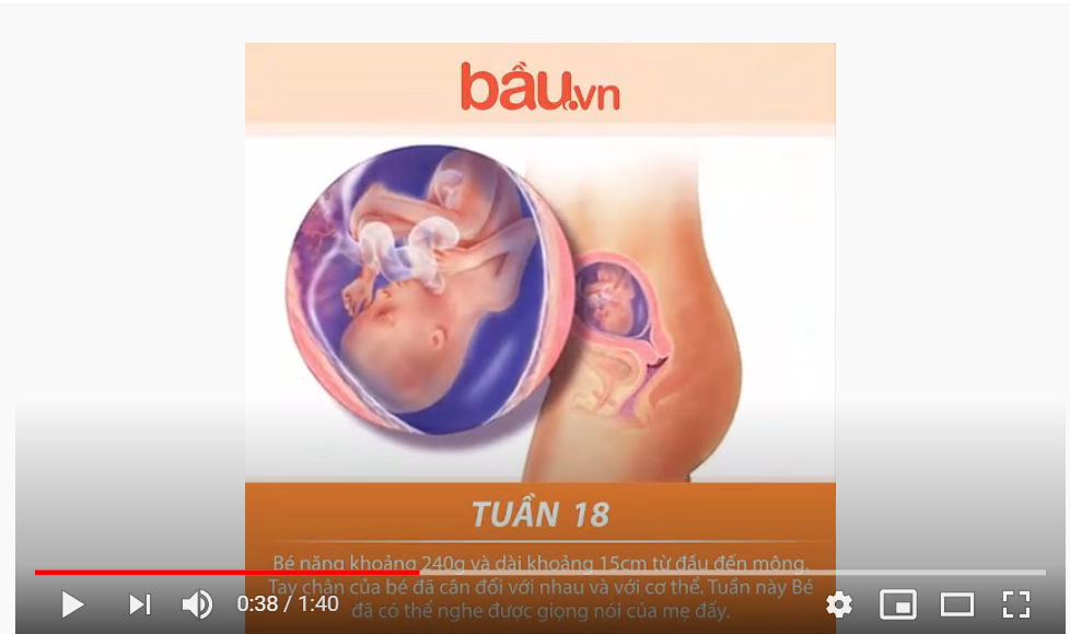 Bau.vn - Cận cảnh sự phát triển của thai nhi 3 tháng giữa