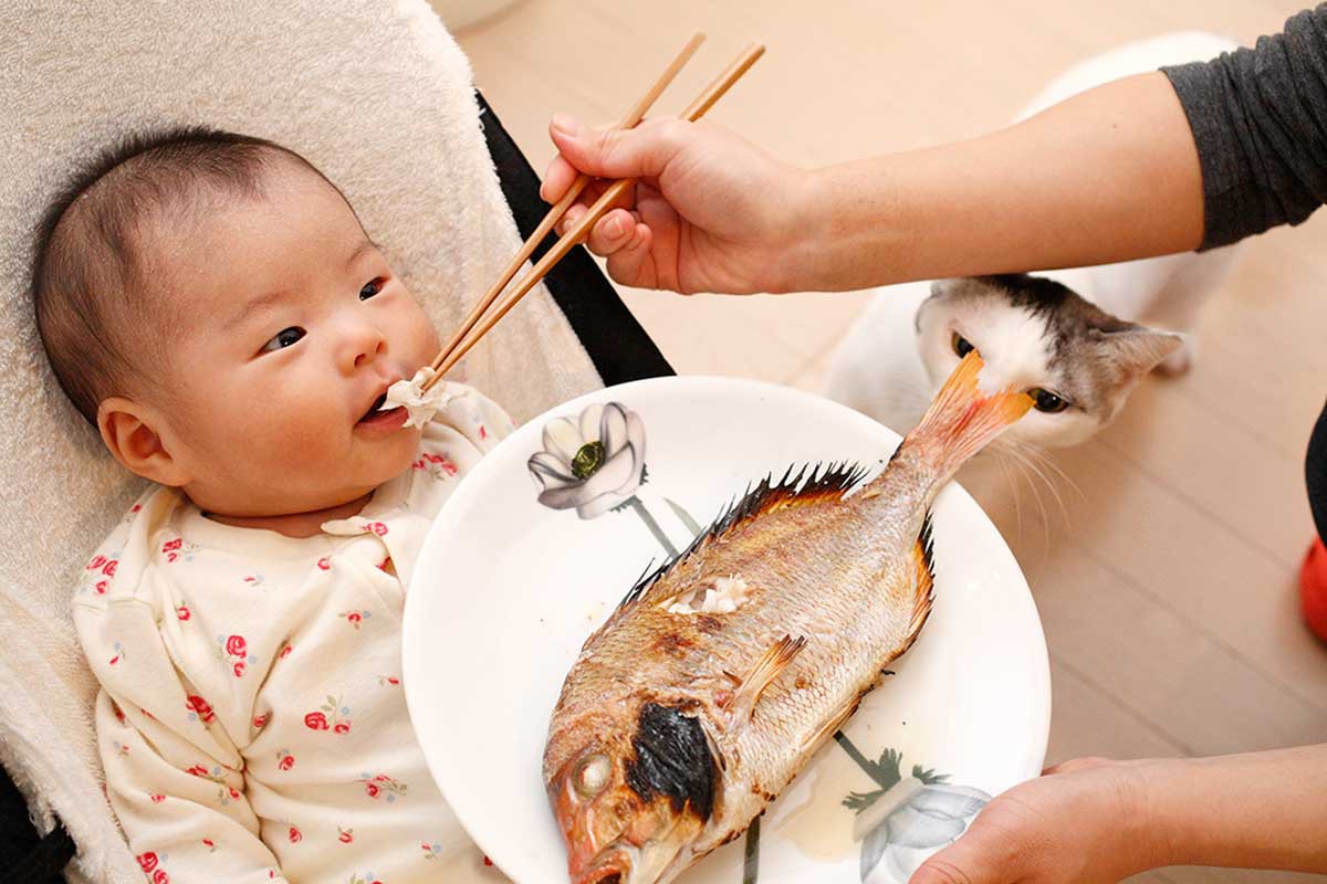 Cho con ăn não cá để thông minh: mẹ đang khiến bé rước thủy ngân vào người