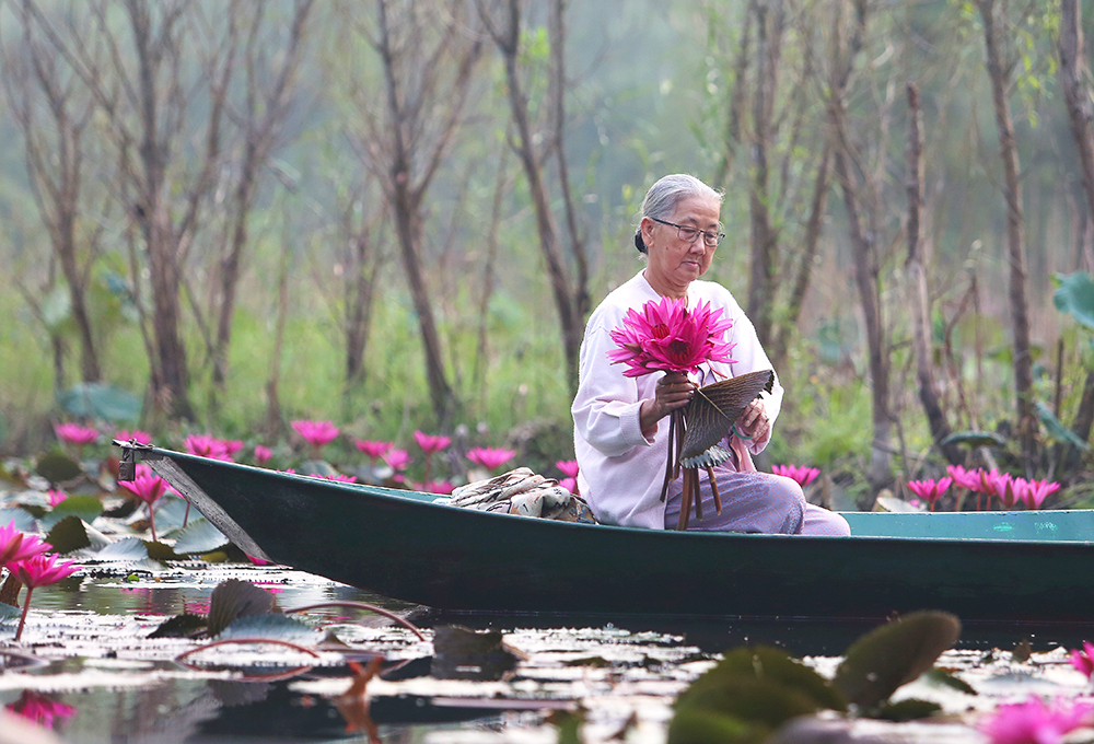 Suối Yến mùa hoa súng