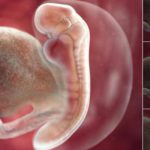 Thông tin hữu ích: Các giai đoạn phát triển của phôi thai