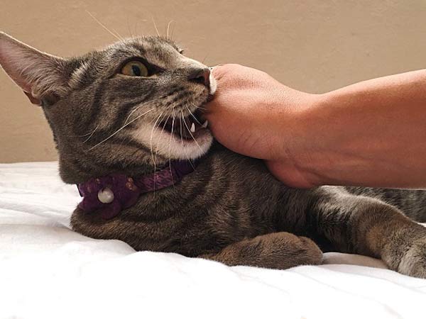Khi bị mèo cắn rất có khả năng bị lây bệnh dại nếu bạn không xử lý kịp thời