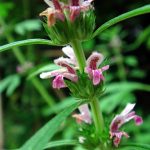 Cây ích mẫu tốt cho phụ nữ nhưng bà bầu có nên sử dụng?