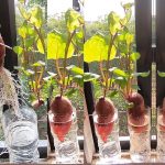 Tổng hợp các cách trồng khoai lang tại nhà, đặc biệt là cách trồng thủy sinh để trang trí bàn làm việc