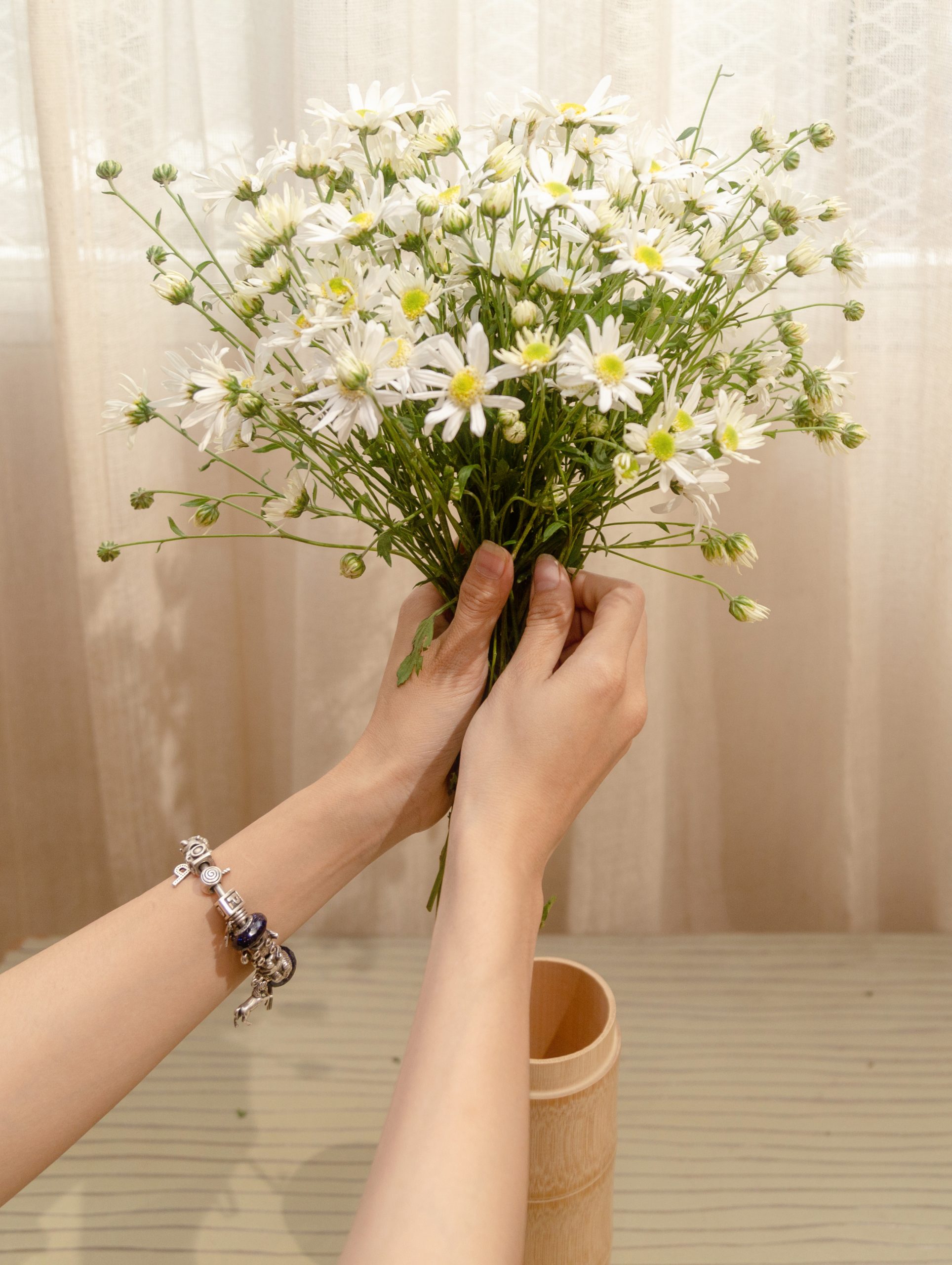 Cây Cúc họa mi - Vẻ đẹp say đắm ẩn chứa sau những bông hoa nhỏ bé