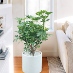 6 loại cây được coi là 
