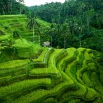 4 không gian xanh ở Châu Á giúp chữa lành tâm hồn bạn