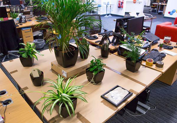 Những loại cây hút bức xạ máy tính siêu đẹp cho dân văn phòng