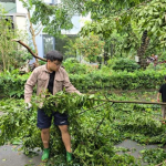 NSND Xuân Bắc và 2 con trai dọn cây đổ trên phố sau bão Yagi