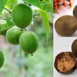 Bật mí công dụng tuyệt vời của quả la hán