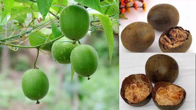 Bật mí công dụng tuyệt vời của quả la hán
