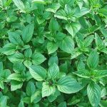 Lá é: Từ gia vị dân dã đến bài thuốc quý trong y học cổ truyền