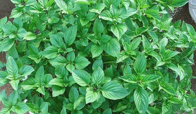 Lá é: Từ gia vị dân dã đến bài thuốc quý trong y học cổ truyền