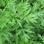 Ngải cứu – Loài rau dân dã với loạt công dụng chữa bệnh ít ai ngờ