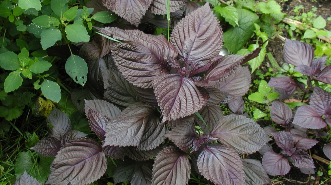 Lá tía tô: Thảo dược quen thuộc với nhiều công dụng, nhưng cần dùng đúng cách