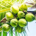 Quả dừa – “hạt giả” quen thuộc, giá rẻ nhưng cực kỳ tốt cho bà bầu