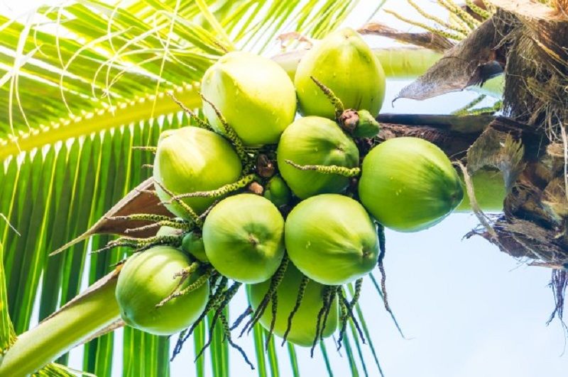 Quả dừa – “hạt giả” quen thuộc, giá rẻ nhưng cực kỳ tốt cho bà bầu