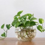 Cây cảnh hợp mệnh Thủy: Bí quyết cân bằng năng lượng và thu hút tài lộc
