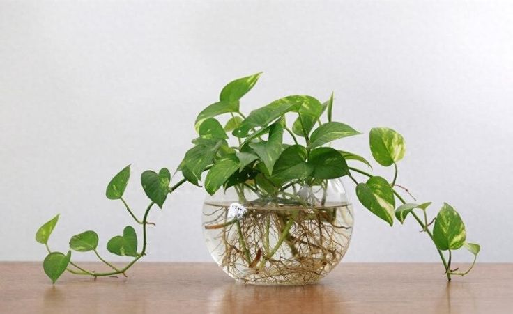 Cây cảnh hợp mệnh Thủy: Bí quyết cân bằng năng lượng và thu hút tài lộc