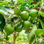 Cây chanh trong phong thủy: Biểu tượng may mắn, tài lộc và sức khỏe cho gia đình Việt