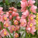 Địa lan – loài hoa sang trọng và bí quyết chăm sóc để nở rực rỡ