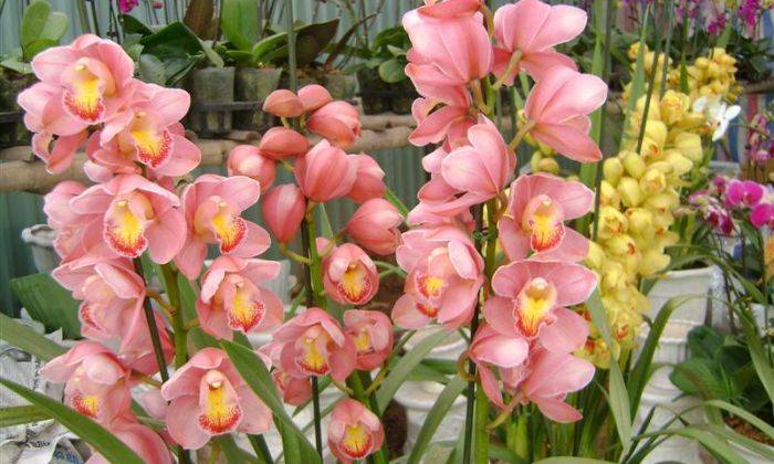 Địa lan – loài hoa sang trọng và bí quyết chăm sóc để nở rực rỡ