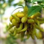 Phật thủ: Từ trái cây trưng Tết đến “vị thuốc” quý trong Đông y