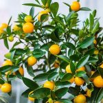 Trồng trong nhà để hút tài lộc, ai ngờ cây quất còn là “kho thuốc quý” chữa nhiều bệnh