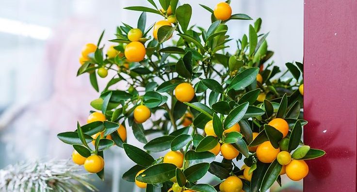 Trồng trong nhà để hút tài lộc, ai ngờ cây quất còn là “kho thuốc quý” chữa nhiều bệnh