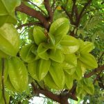 Trồng cây khế trong sân: Vừa tốt cho sức khỏe vừa chiêu tài đón lộc