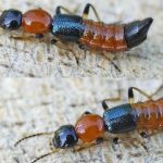 Kiến ba khoang tấn công: Nhận biết sớm và xử lý đúng cách để tránh biến chứng