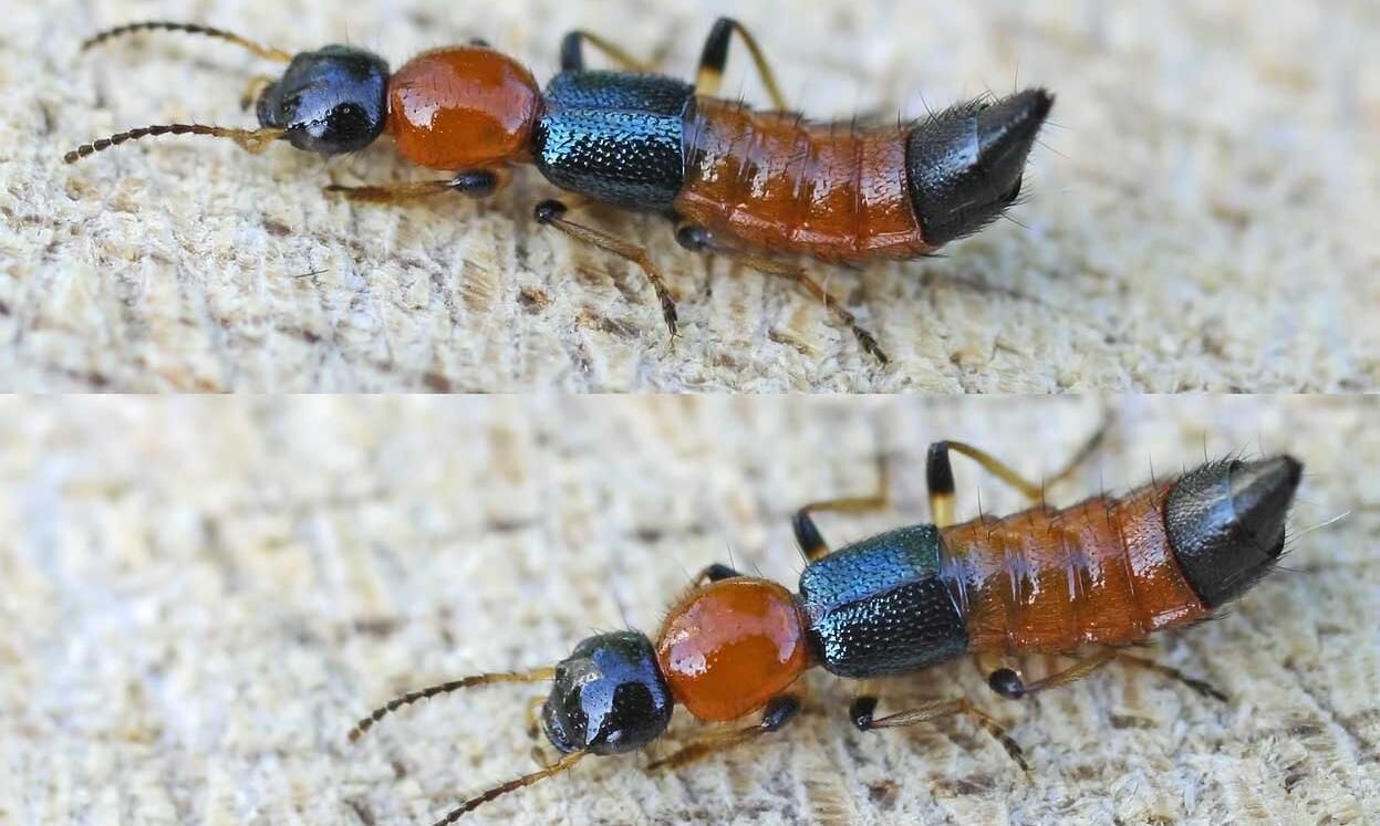 Kiến ba khoang tấn công: Nhận biết sớm và xử lý đúng cách để tránh biến chứng