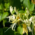 Kim ngân hoa – “vương dược” thanh nhiệt, bổ gan, mang tài lộc vào nhà