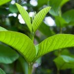 Nhai lá ổi mỗi ngày: Lợi ích bất ngờ cho sức khỏe ít người biết