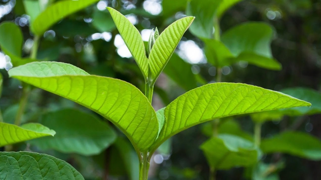 Nhai lá ổi mỗi ngày: Lợi ích bất ngờ cho sức khỏe ít người biết