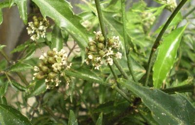 Cây đinh lăng ra hoa: Dấu hiệu phong thủy tốt lành hay lời cảnh báo?