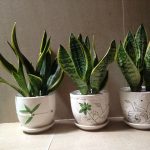 Bí mật của cây lưỡi hổ: vừa mang may mắn, vừa lọc sạch không khí trong nhà