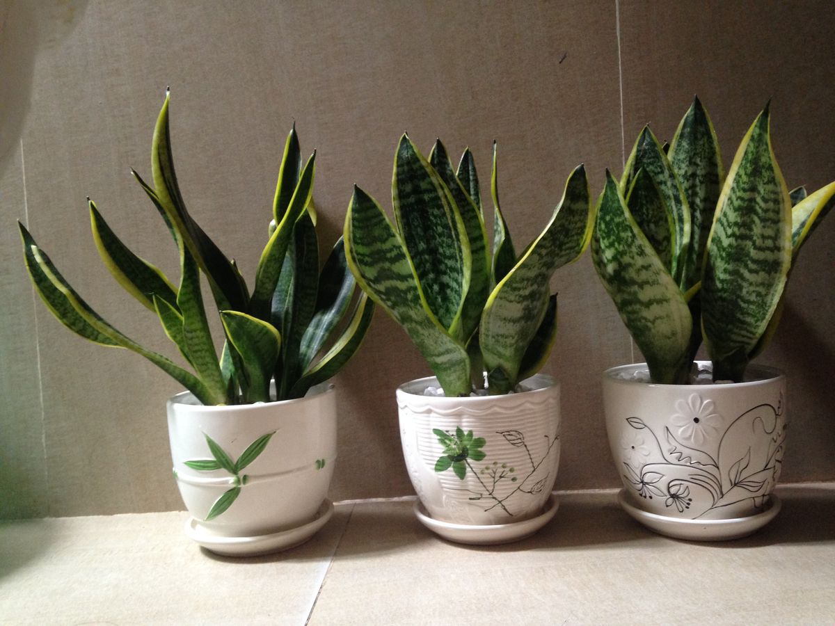 Bí mật của cây lưỡi hổ: vừa mang may mắn, vừa lọc sạch không khí trong nhà