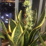 Đặt cây lưỡi hổ đúng hướng, tài lộc kéo đến ào ào