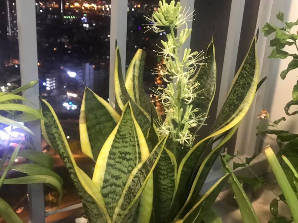 Đặt cây lưỡi hổ đúng hướng, tài lộc kéo đến ào ào