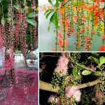 Gợi ý 4 loại cây phong thủy giúp giữ phúc khí và tài lộc cho nhiều thế hệ