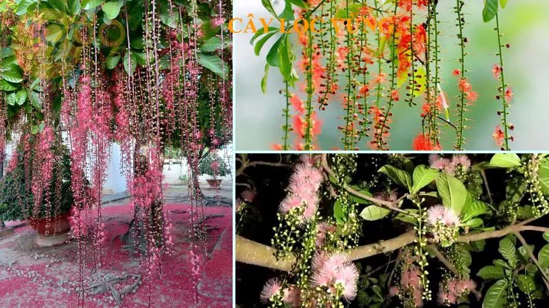 Gợi ý 4 loại cây phong thủy giúp giữ phúc khí và tài lộc cho nhiều thế hệ