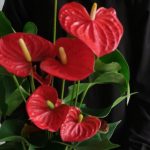 Hồng môn – loài cây mang vận may và tài lộc, càng gần Tết càng nở rộ rực rỡ