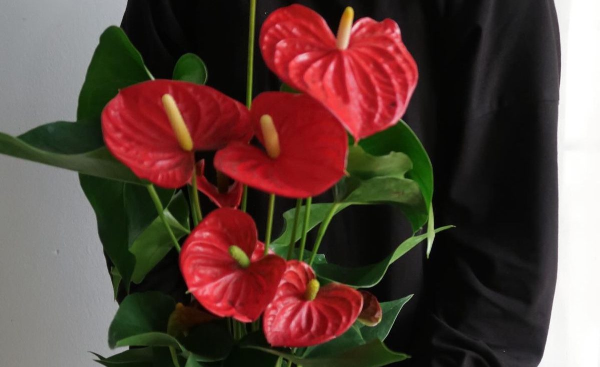 Hồng môn – loài cây mang vận may và tài lộc, càng gần Tết càng nở rộ rực rỡ