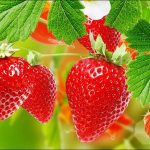 Biến ban công thành vườn quả bằng 3 loại cây siêu dễ chăm