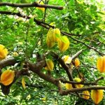 2 mệnh này chỉ cần trồng cây khế trước nhà, Thần Tài tự tìm tới – tiền vào như nước