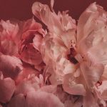 Đơn giản nhưng hiệu nghiệm: cắm 2 loài hoa này trong nhà, tài khí tự đến