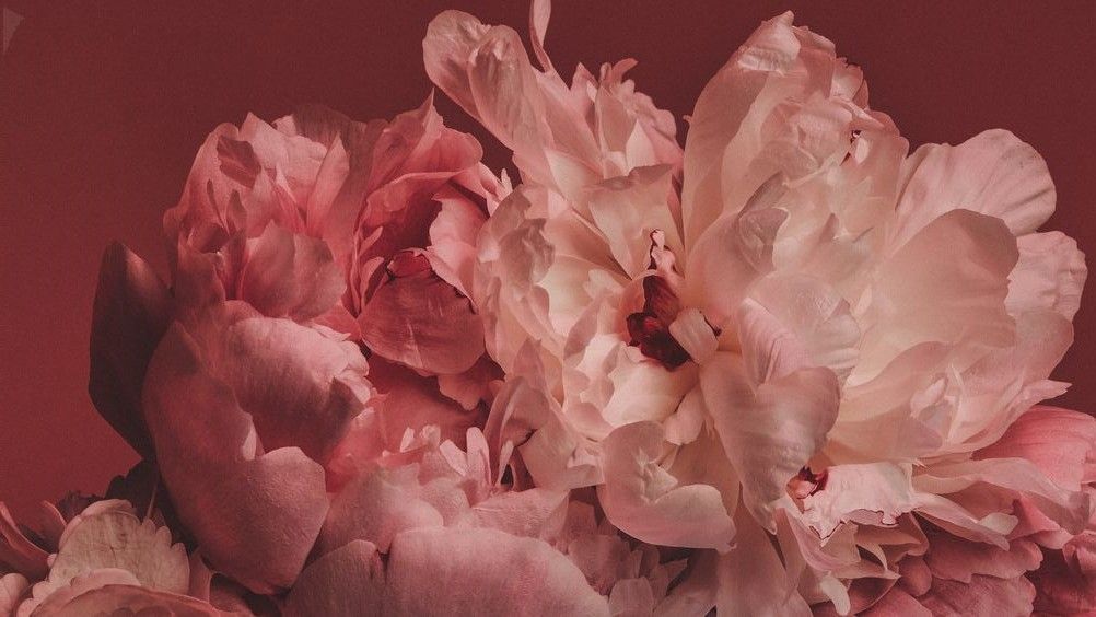 Đơn giản nhưng hiệu nghiệm: cắm 2 loài hoa này trong nhà, tài khí tự đến