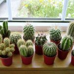 Top cây cảnh chịu hạn tốt, quên tưới cả tuần vẫn xanh mướt