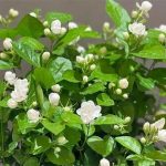 Xu hướng sống xanh: 5 loại cây hoa vừa nâng năng lượng không gian vừa pha được trà dưỡng sinh