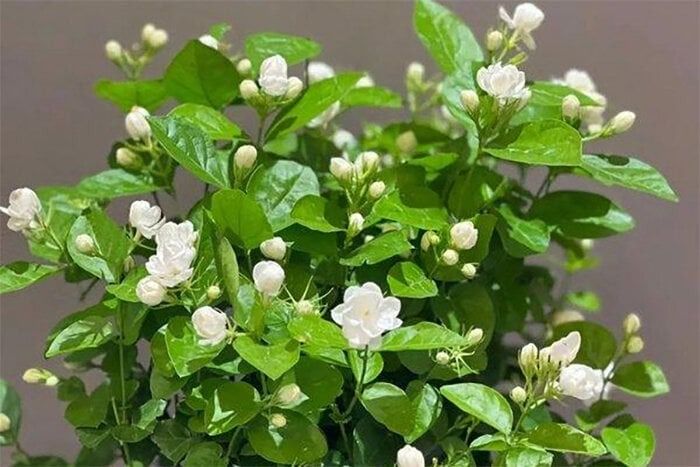 Xu hướng sống xanh: 5 loại cây hoa vừa nâng năng lượng không gian vừa pha được trà dưỡng sinh